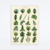 Botany Leaves Wrap