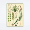 Ferns Wrap