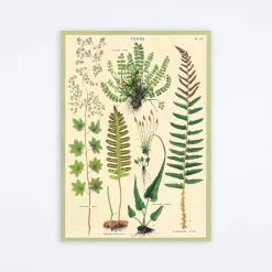 Ferns Wrap