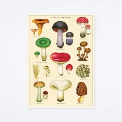 Mushrooms 2 Wrap