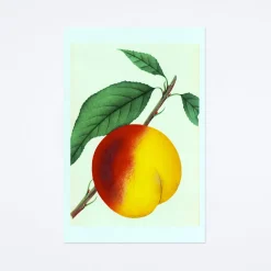 Peach Postcard